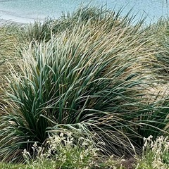 Poa flabellata