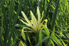 Iris grant-duffii