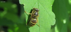 Vespula flaviceps