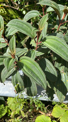 Miconia sintenisii
