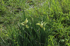 Iris grant-duffii