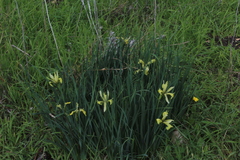 Iris grant-duffii
