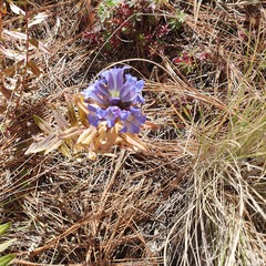 Gentiana spathacea