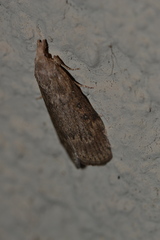 Lamoria anella
