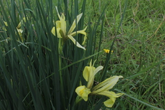 Iris grant-duffii