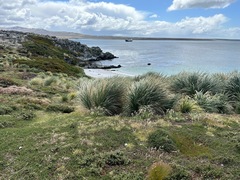 Poa flabellata