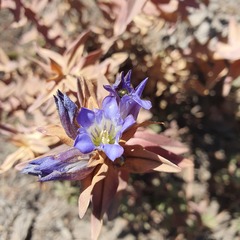 Gentiana spathacea