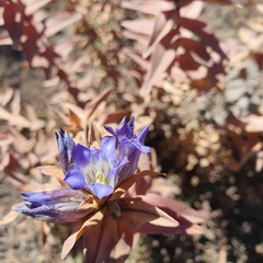 Gentiana spathacea