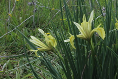 Iris grant-duffii