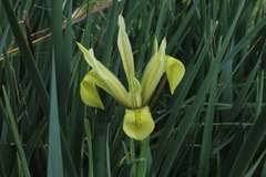 Iris grant-duffii