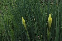Iris grant-duffii