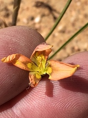Moraea bifida