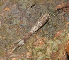 Meinertellidae