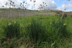 Iris grant-duffii