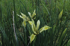 Iris grant-duffii