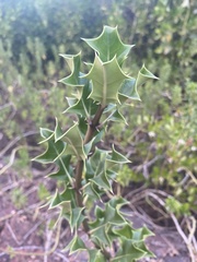 Acanthus ilicifolius