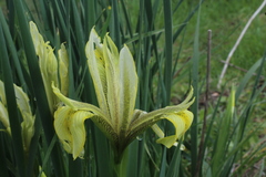 Iris grant-duffii