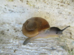 Eopolita protensa