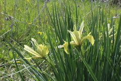 Iris grant-duffii