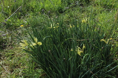 Iris grant-duffii
