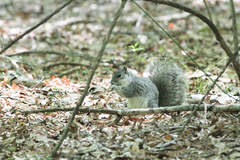 Sciurus niger cinereus