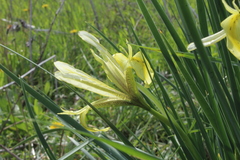 Iris grant-duffii