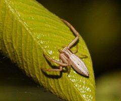 Runcinia acuminata
