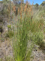 Elegia thyrsifera