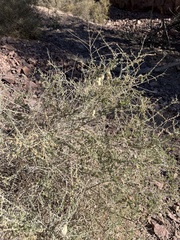 Asphondylia floccosa