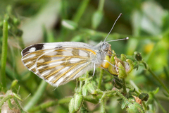 Pontia glauconome