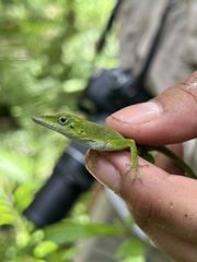 Anolis callainus