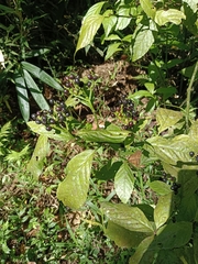 Viburnaceae