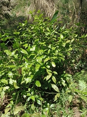 Viburnaceae