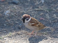 Passer montanus saturatus