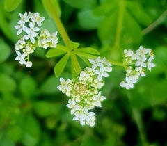 Galium tricornutum