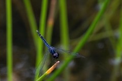 Indothemis carnatica