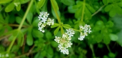 Galium tricornutum
