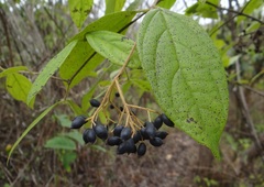 Viburnum triphyllum