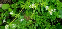 Galium tricornutum