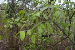 Viburnum triphyllum
