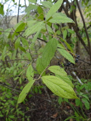 Viburnum triphyllum
