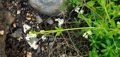 Galium tricornutum