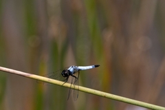 Aethriamanta gracilis