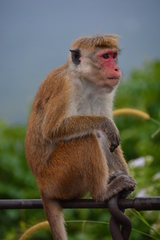 Macaca sinica