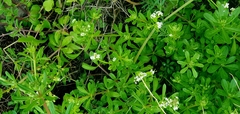 Galium tricornutum