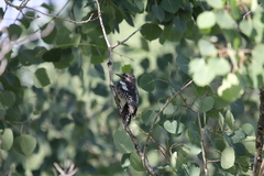 Sphyrapicus nuchalis