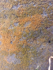 Flavoplaca