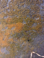 Flavoplaca
