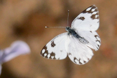 Pontia glauconome
