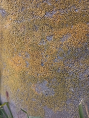 Flavoplaca